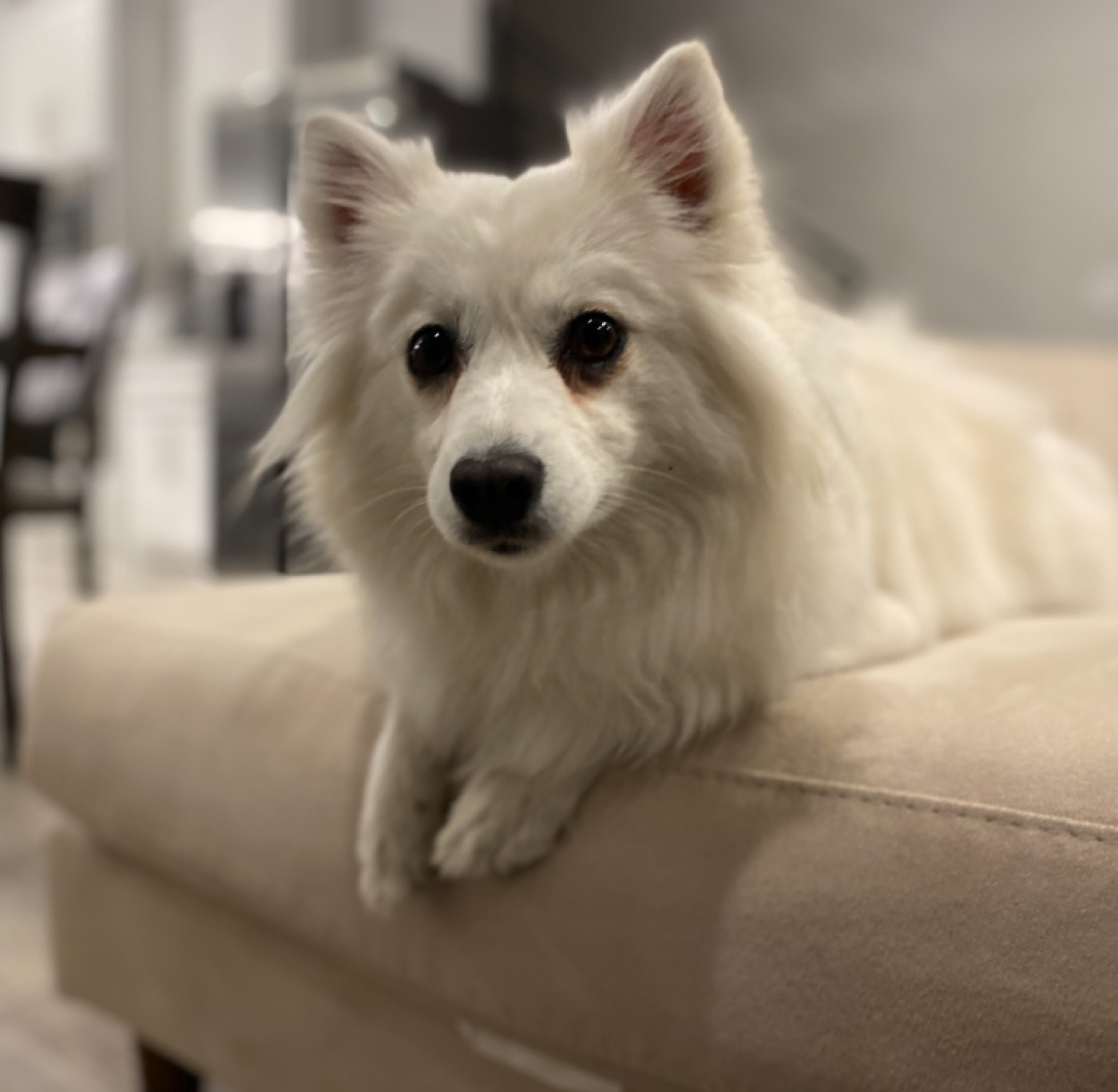 American Eskimo photo 1