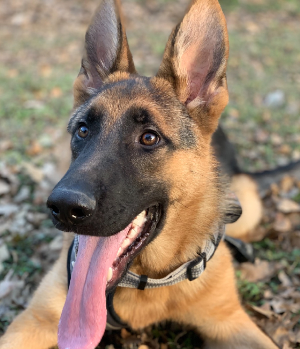 German Shepherd photo 2